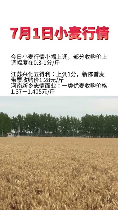 今天小麦多少钱一斤/今天小麦多少钱一斤河北