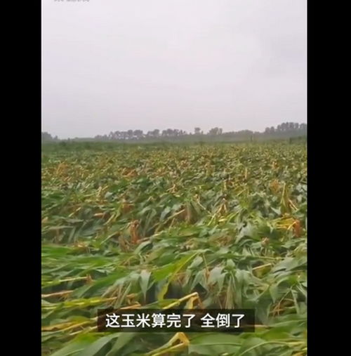 【吉林玉米大面积倒伏,吉林省玉米倒伏帮扶政策】