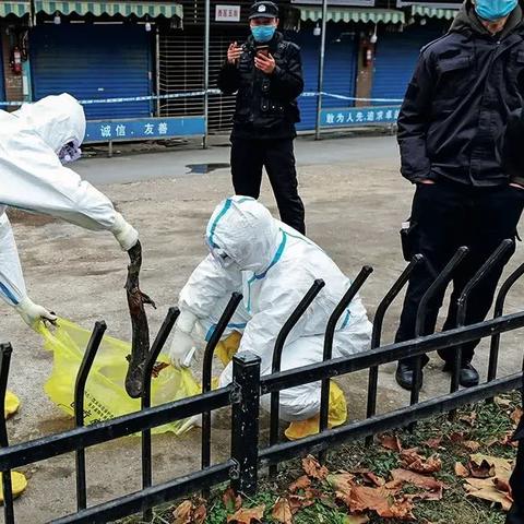 华南海鲜市场可能是二次传播:华南海鲜市场是传播点之 华南海鲜市场可能是二次传播:华南海鲜市场是传播点之