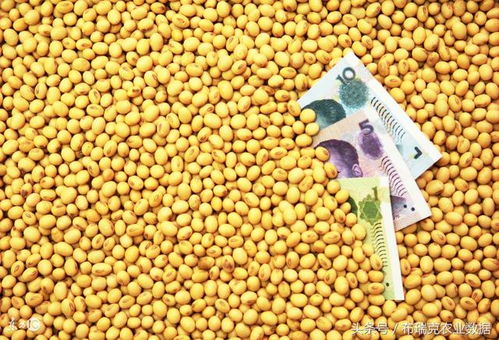 大豆行情（大豆行情信息）