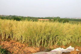 油菜籽行情/油菜籽行情最新报价