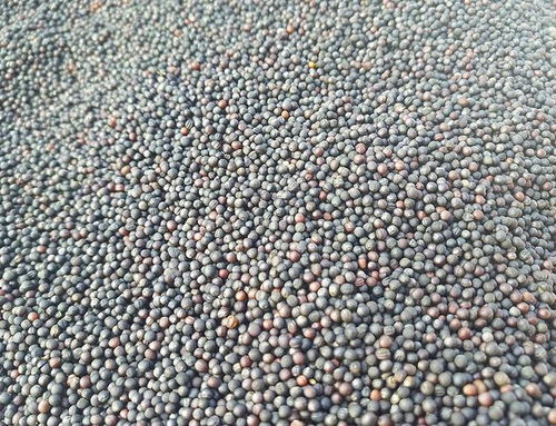 油菜籽行情/油菜籽行情最新报价
