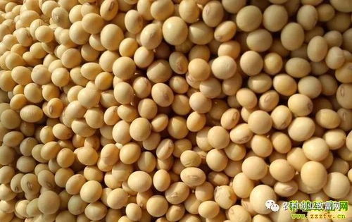 大豆行情/大豆行情今日价格 大豆行情/大豆行情今日价格