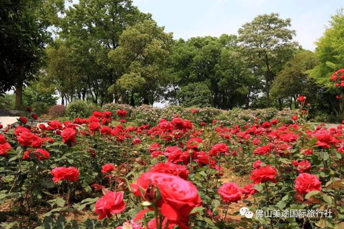 【玫瑰花园外挂/玫瑰花园软件】 【玫瑰花园外挂/玫瑰花园软件】