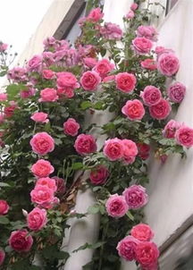【玫瑰花园外挂/玫瑰花园软件】 【玫瑰花园外挂/玫瑰花园软件】