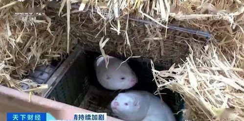 【欧美六国貂养殖场现新冠病毒/美国养殖场上万只水貂死于新冠】
