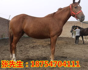 汗马价格（汗马2020新款）