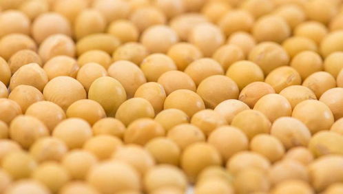 【大豆行情/大豆行情最新消息今天】 【大豆行情/大豆行情最新消息今天】