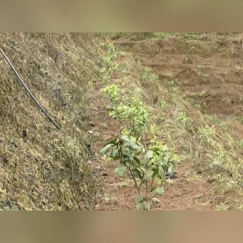 文山麻栗坡疫情最新消息（文山麻栗坡神秘怪事）