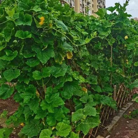 【广西疫情最新消息今天封城了,广西疫情最新公告】 【广西疫情最新消息今天封城了,广西疫情最新公告】