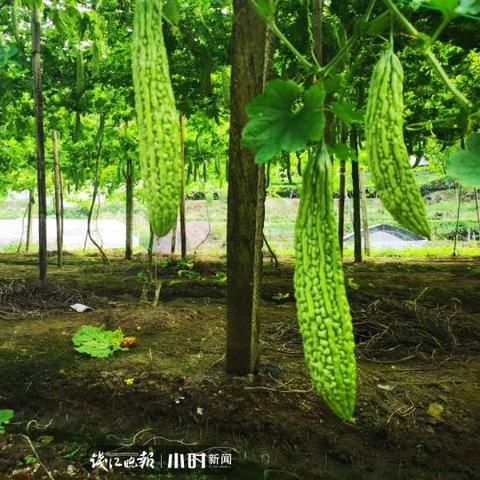 【金华市疫情最新消息,金华市冠状病毒肺炎最新消息】
